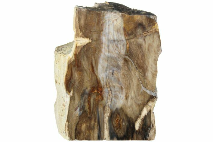 Polished, Petrified Wood (Metasequoia) Stand Up - Oregon #185149